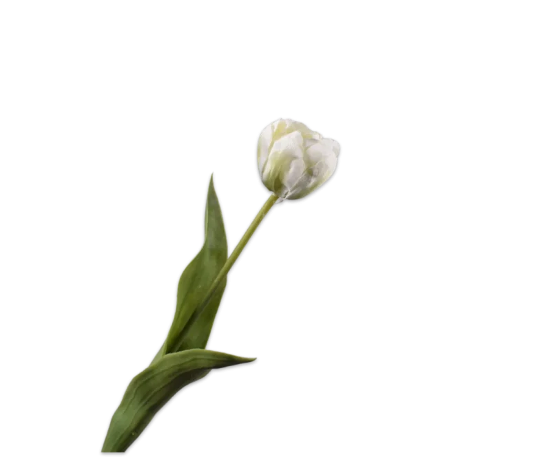witte silk-ka tulp