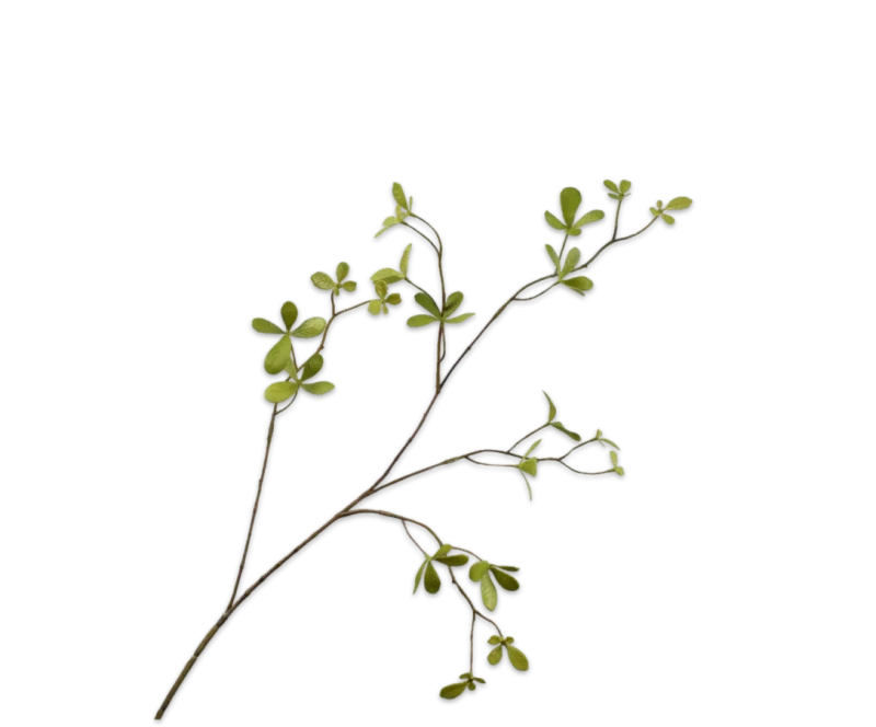 bucida silk-ka groene tak