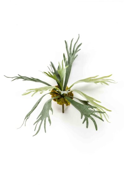 Hertshoornvaren H50 cm