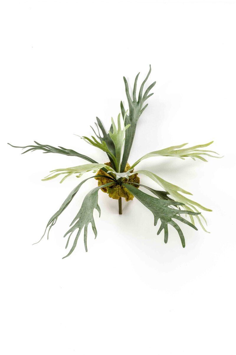 Hertshoornvaren H50 cm