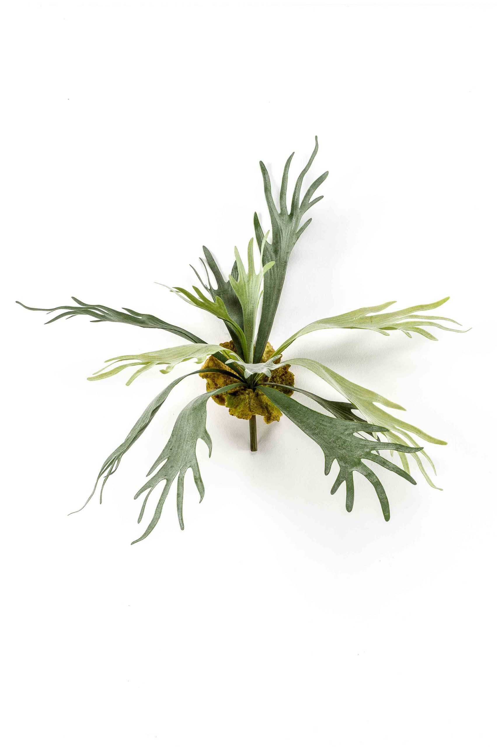 Hertshoornvaren H50 cm