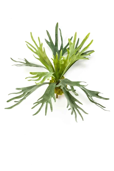 Staghorn groen - H48 cm