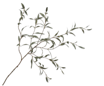 Eucalyptus tak groen 123 cm Silk-ka