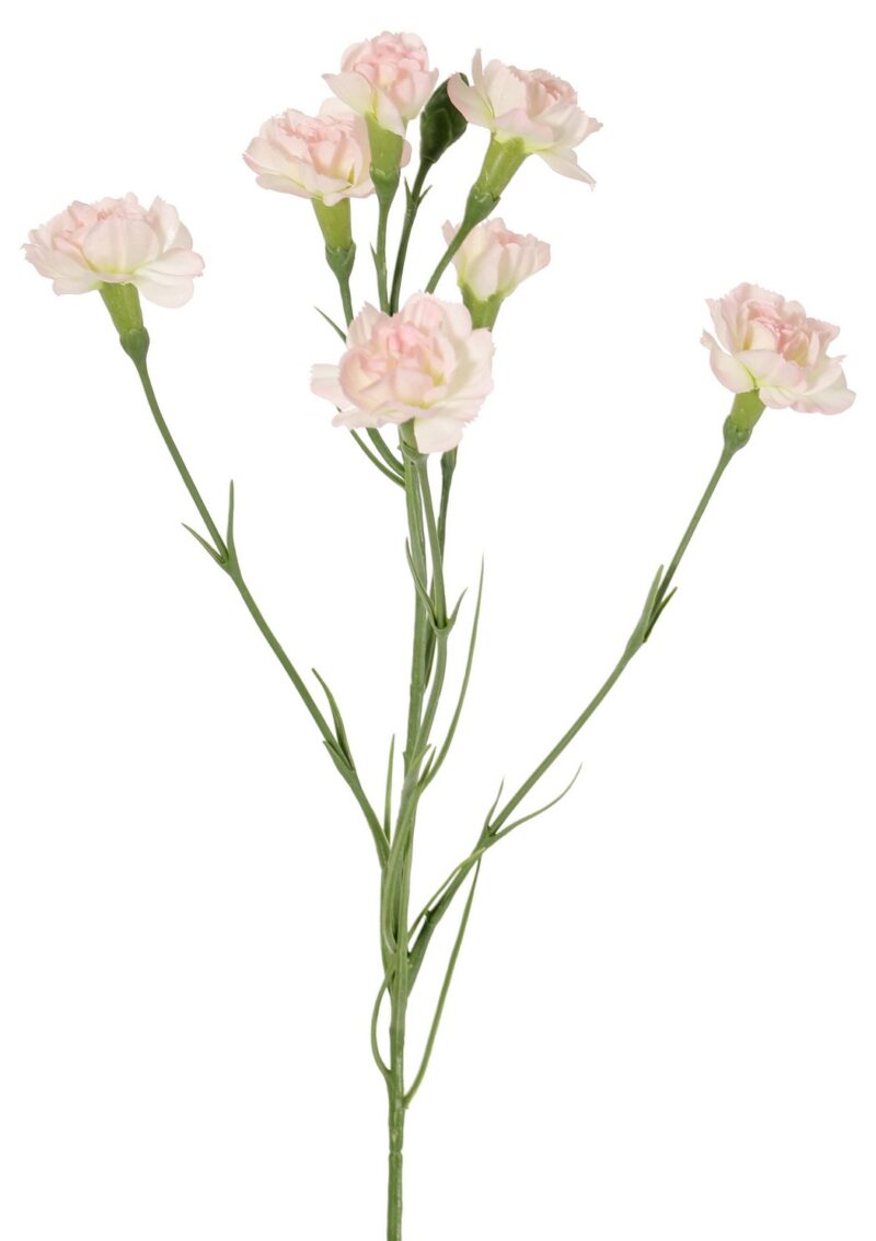 Anjer lichtroze -H63 cm