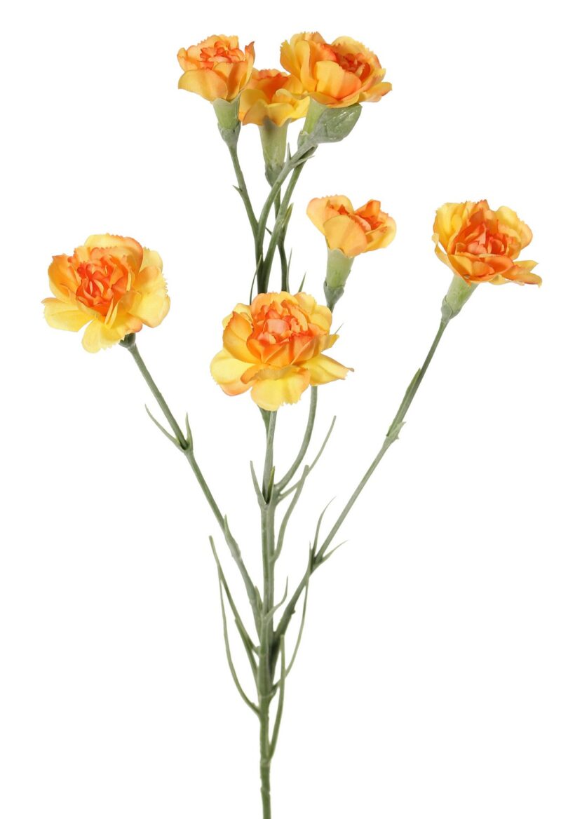 Anjer oranje -H63cm