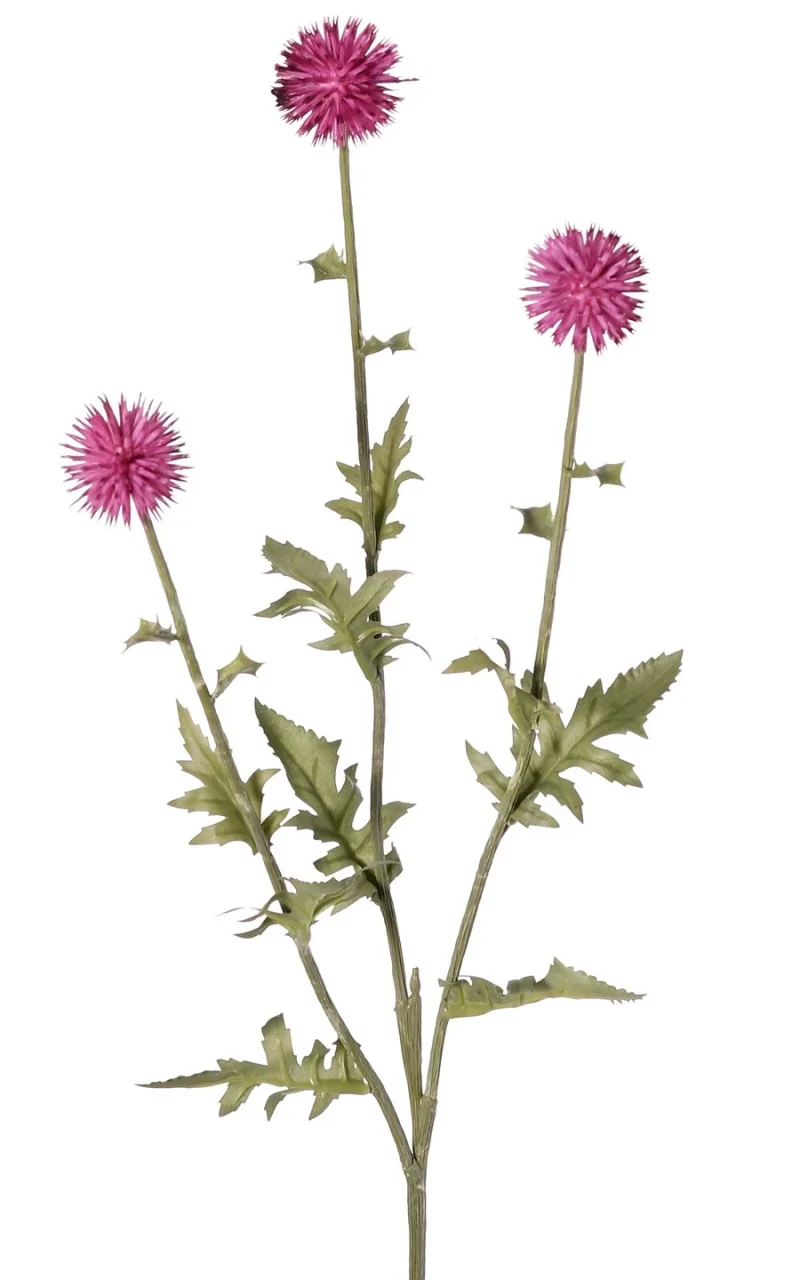 Kogeldistel paars - H76 cm