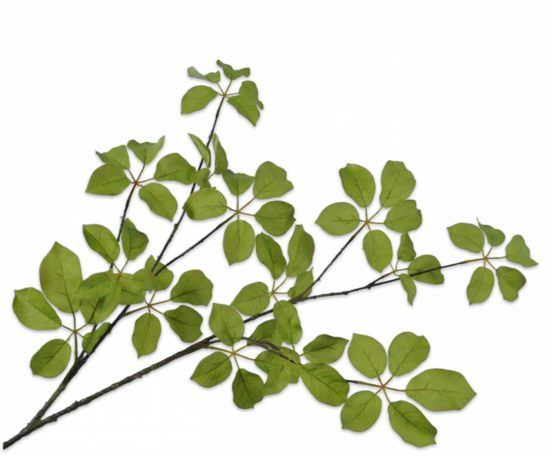 groene bladtak