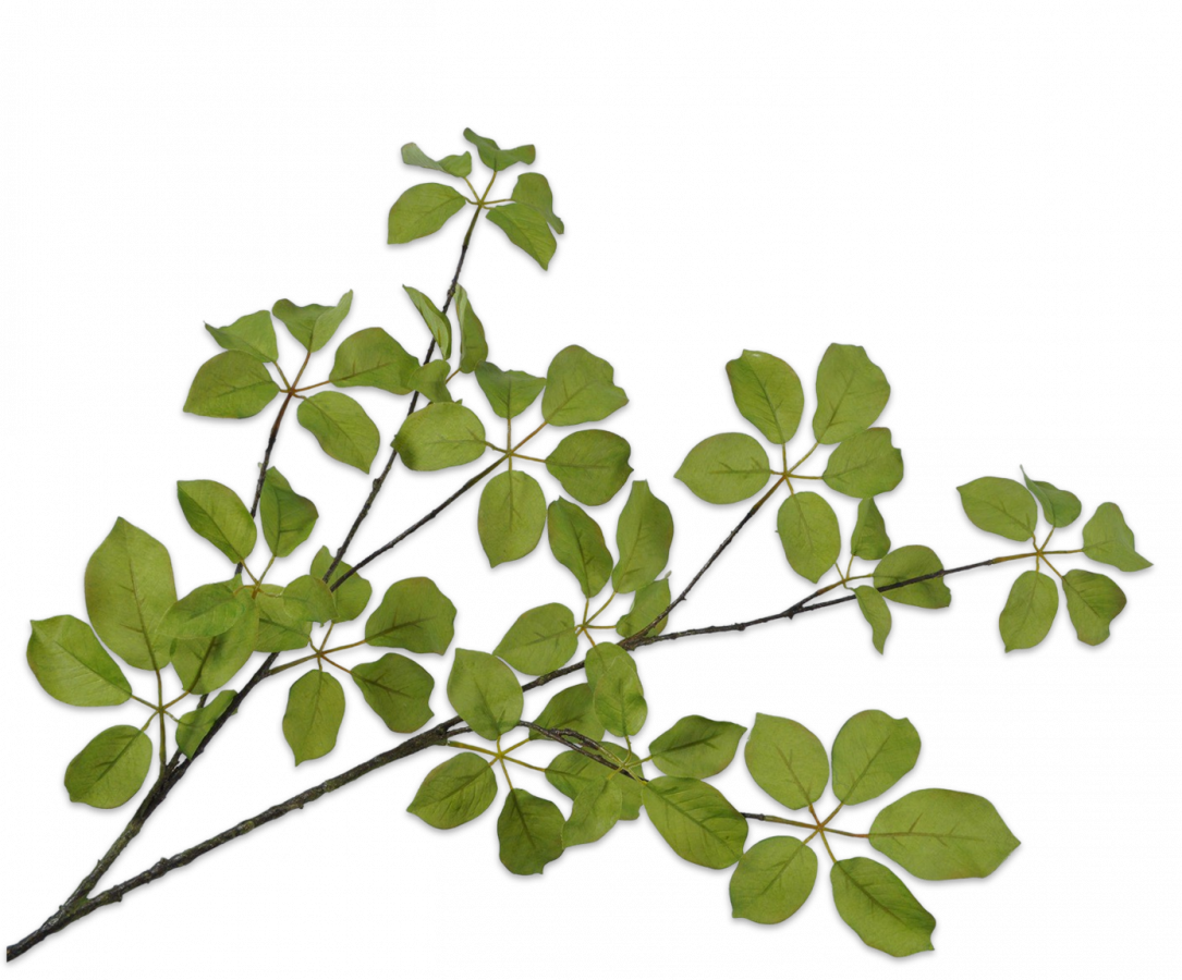 groene bladtak