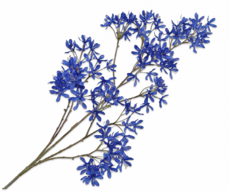 campanula silkka