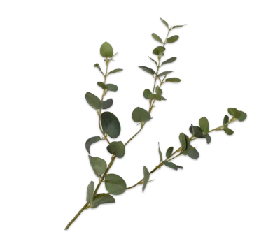 eucalyptus tak