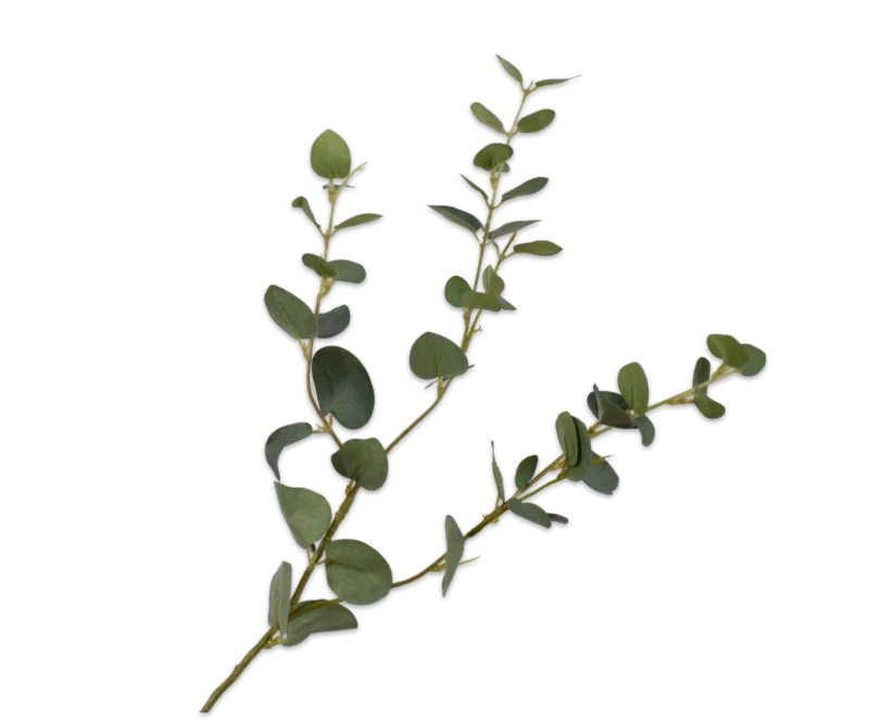 eucalyptus tak