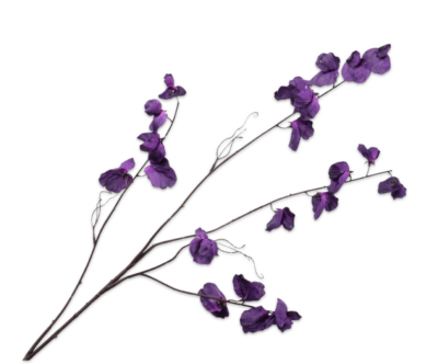 silkka lathyrus