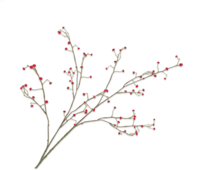 gipskruid roze