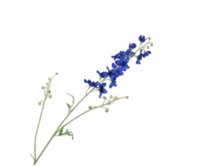 Delphinium tak blauw -H101 cm