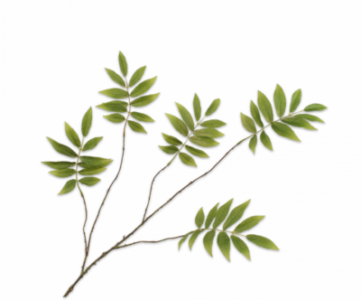 bladtak groen kunst