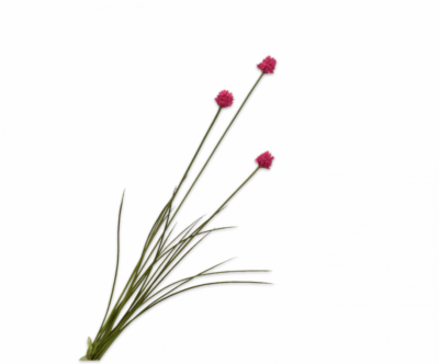 kunst allium