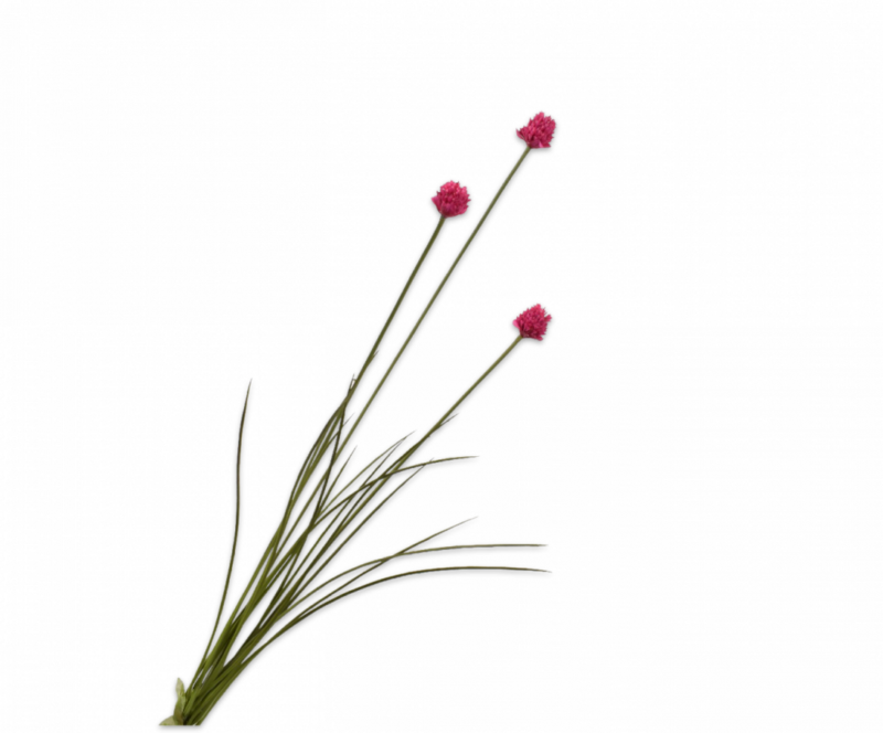 kunst allium