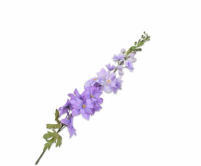 delphinium ridderspoor silkka