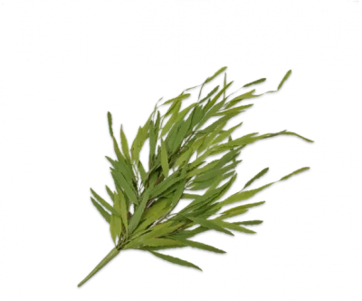 Hang vetplant groen Silk-ka - H71 cm