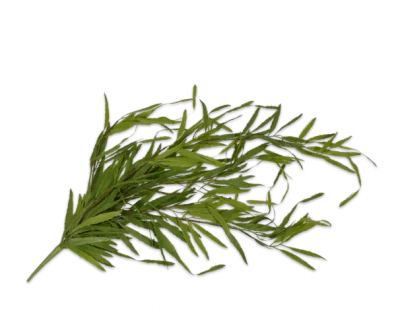 Succulent vetplant - Silk-ka - H122 cm