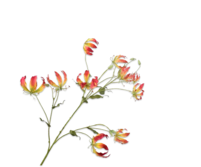 gloriosa Silk-ka