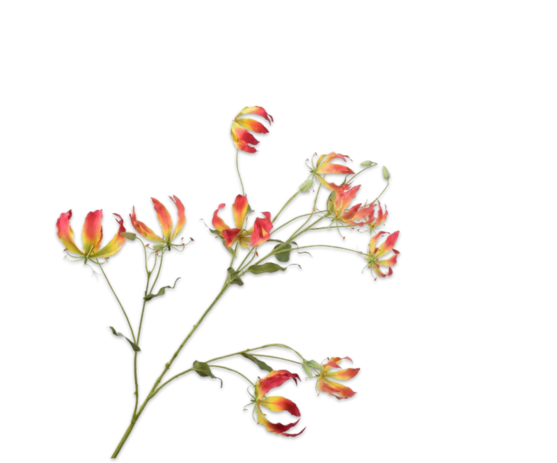 gloriosa Silk-ka
