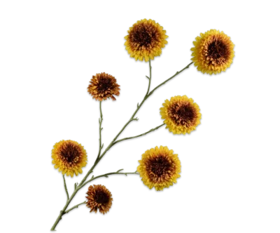 zonnebloem tak