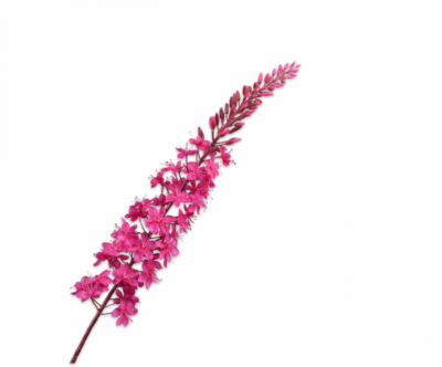 roze eremurus