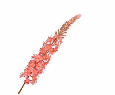 roze eremurus