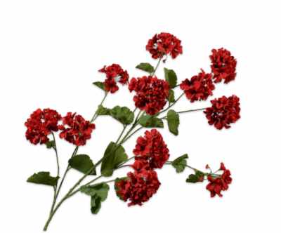Geranium rood Silk-ka - H121 cm
