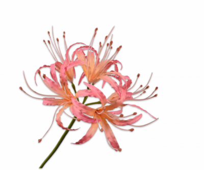 nerine silkka