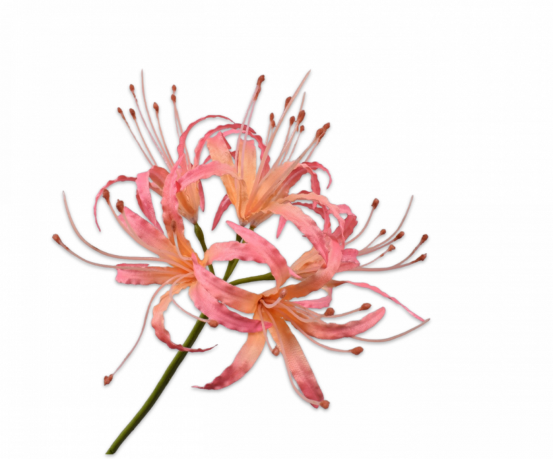 nerine silkka