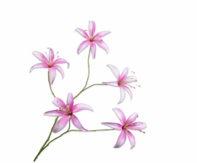 Lelie tak roze Silk-ka - H113 cm