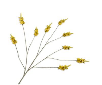 gele forsythia tak