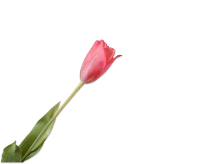 silk-ka roze tulp