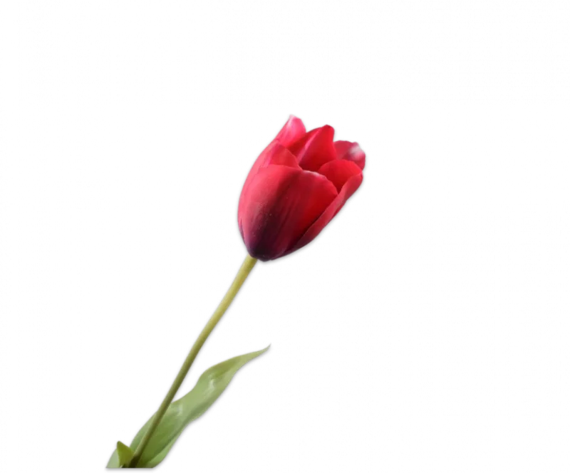 Paars rode tulp – Silk-ka Real Touch – H72 cm