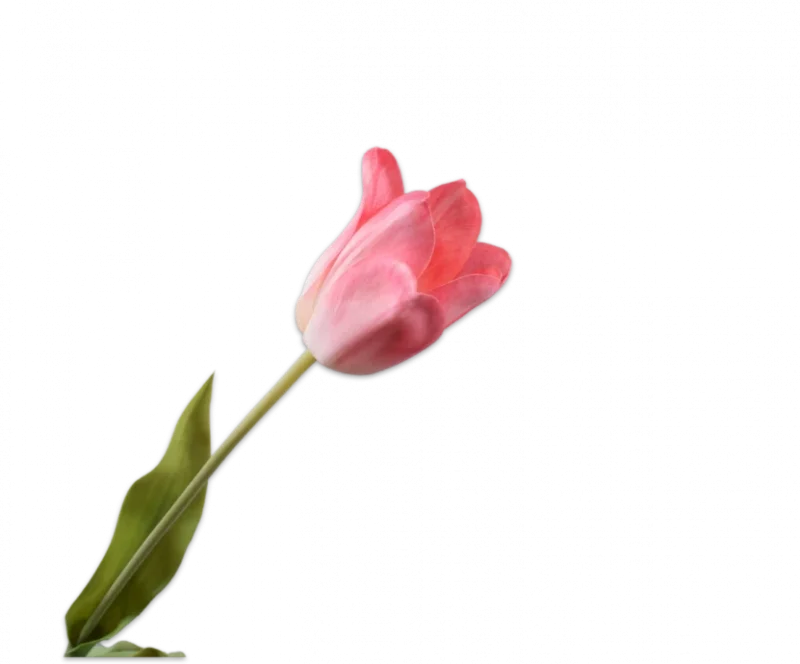 Wit roze tulp – Silk-ka Real Touch – H71 cm