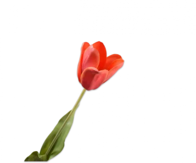 Licht oranje tulp - Silk-ka Real Touch - H71 cm