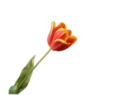 rode tulp silkka