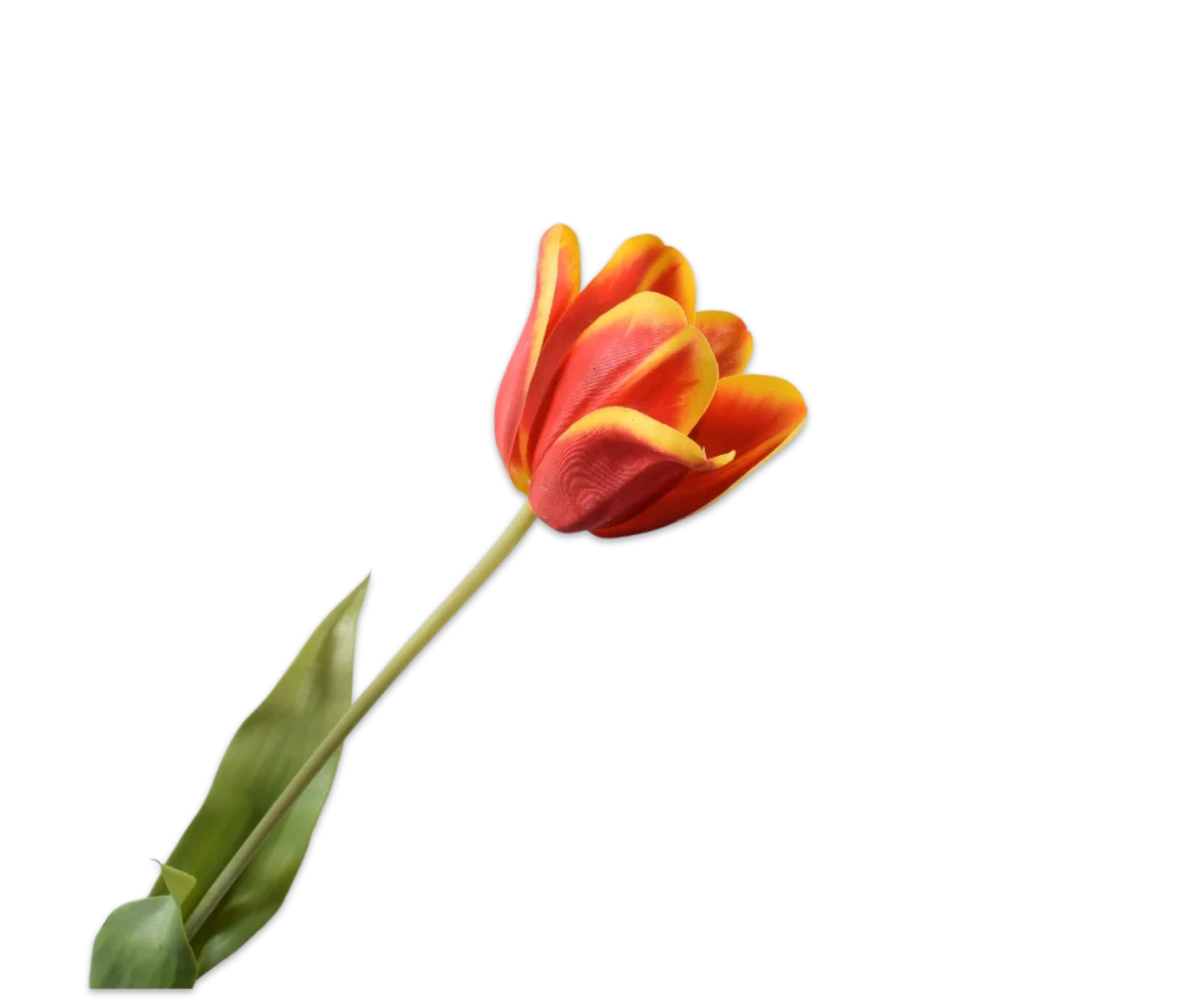 rode tulp silkka