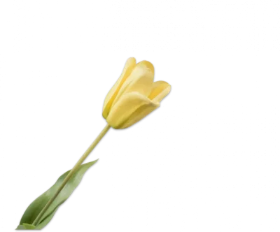 Gele tulp - Silk-ka Real Touch - H71 cm