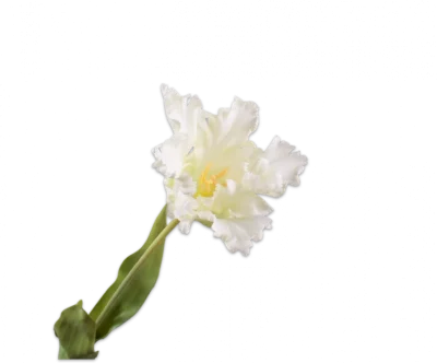 Witte papegaai tulp - Silk-ka Real Touch - H71 cm