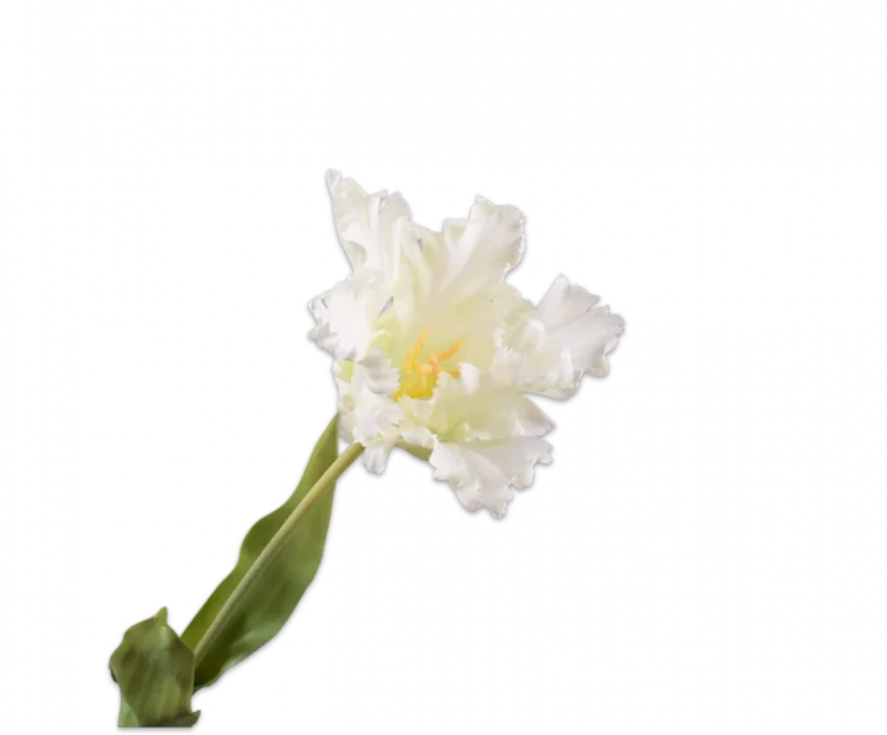 Witte papegaai tulp - Silk-ka Real Touch - H71 cm