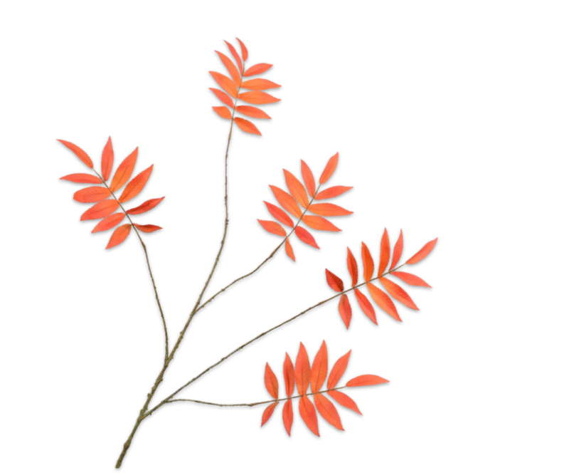zijde oranje tak