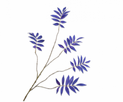 blauw blad tak