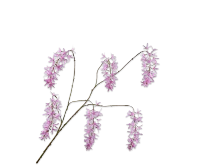 wisteria roze