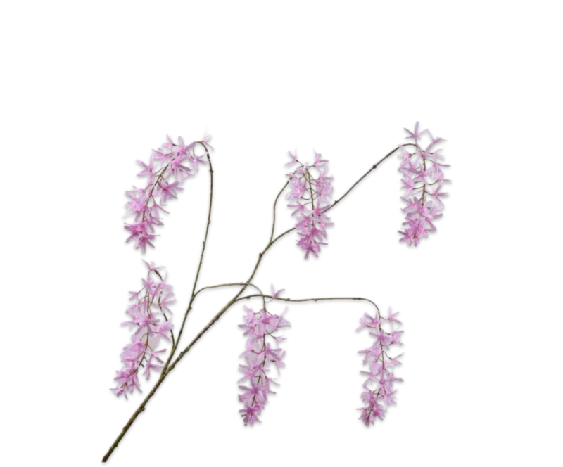 wisteria roze