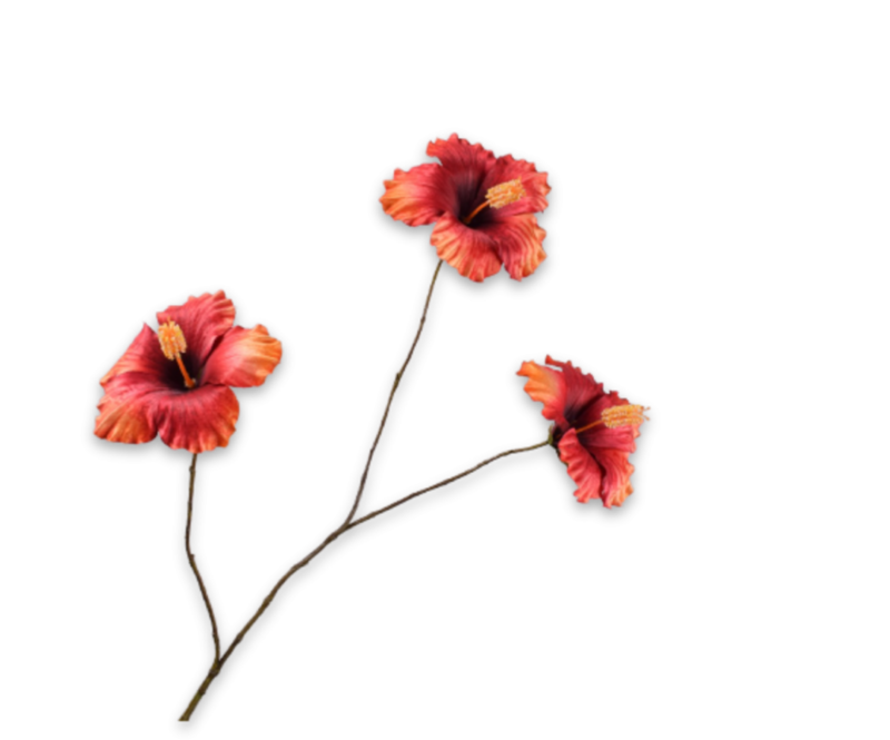 hibiscus oranje