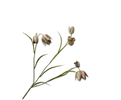 Kievitsbloem fritillaria groen - Silk-ka - H64 cm