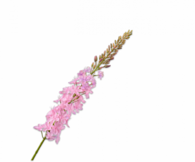 zijden eremurus